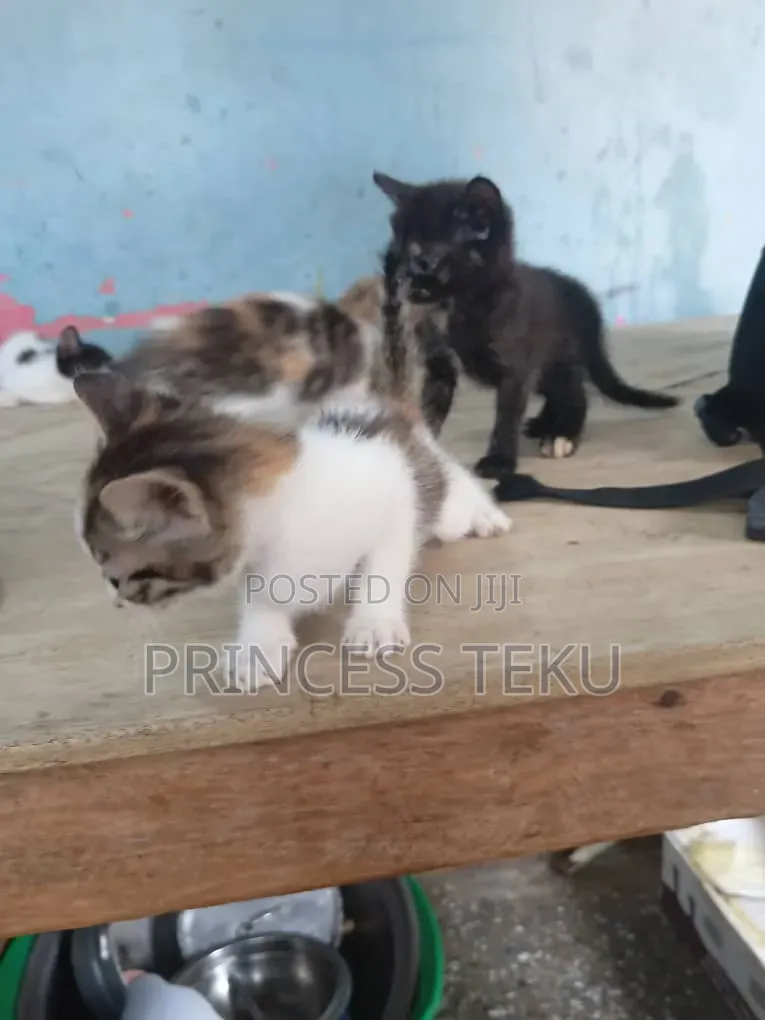 1-3 months Female Purebred Cat