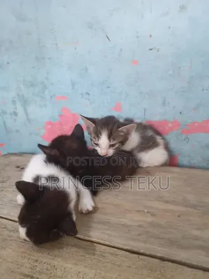 1-3 months Female Purebred Cat