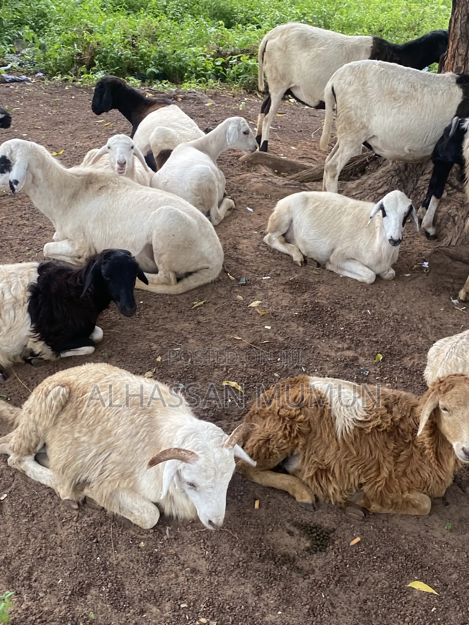 Afa Alhassan Farm Animal