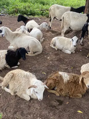 Afa Alhassan Farm Animal