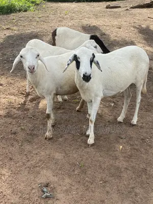 Afa Alhassan Farm Animal