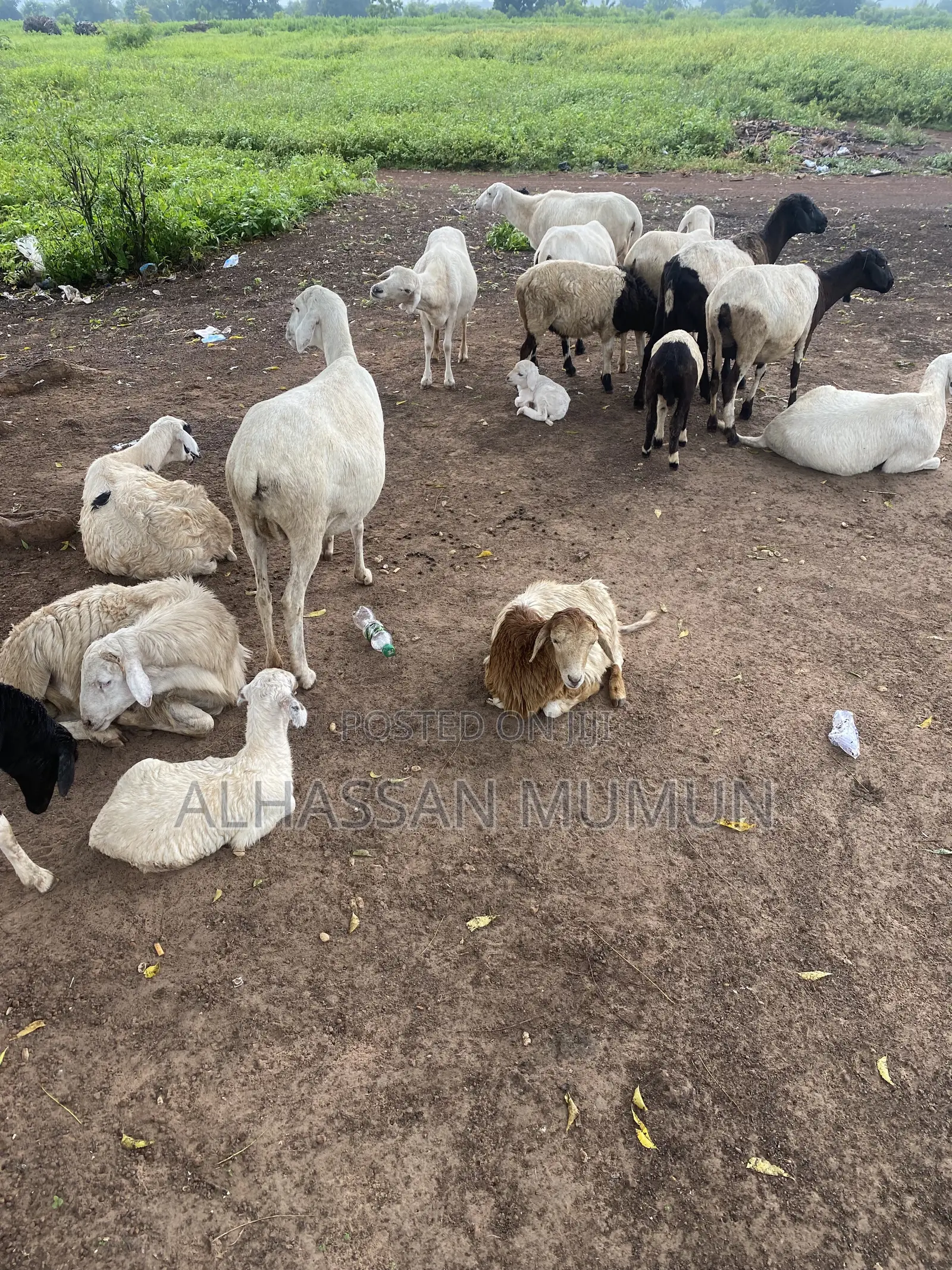 Afa Alhassan Farm Animal