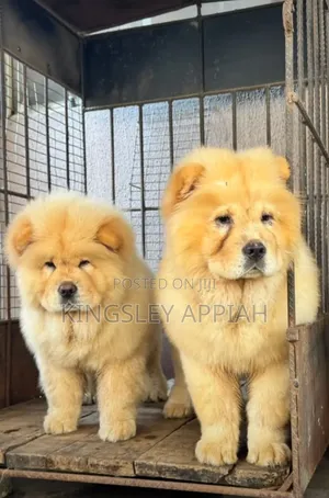 1-3 months Male Purebred Chow Chow