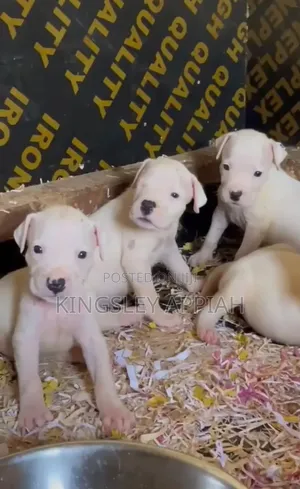 1-3 months Male Purebred Dogo Argentino