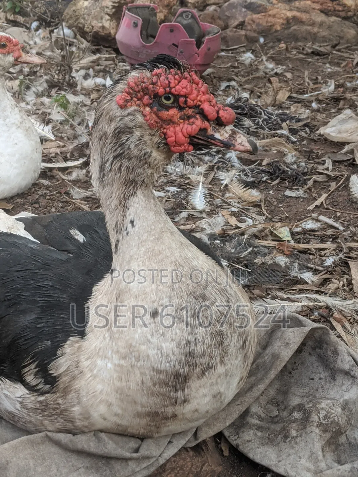 A Matured Huge Duck for Sale