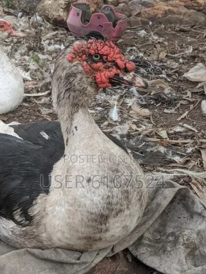 A Matured Huge Duck for Sale