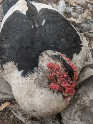 A Matured Huge Duck for Sale