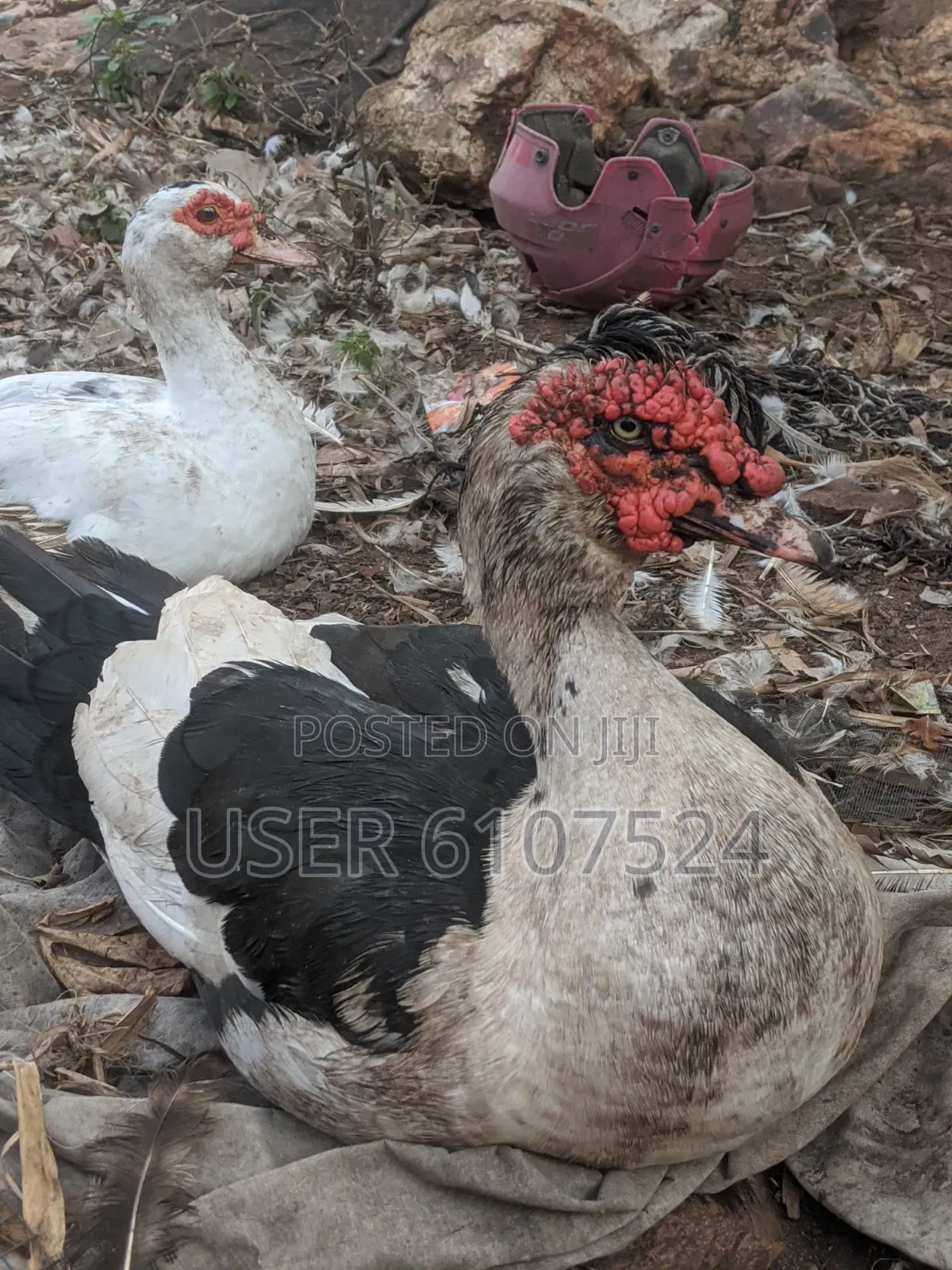 A Matured Huge Duck for Sale