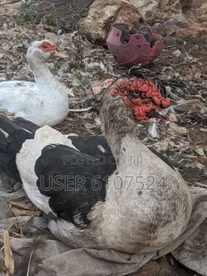 A Matured Huge Duck for Sale