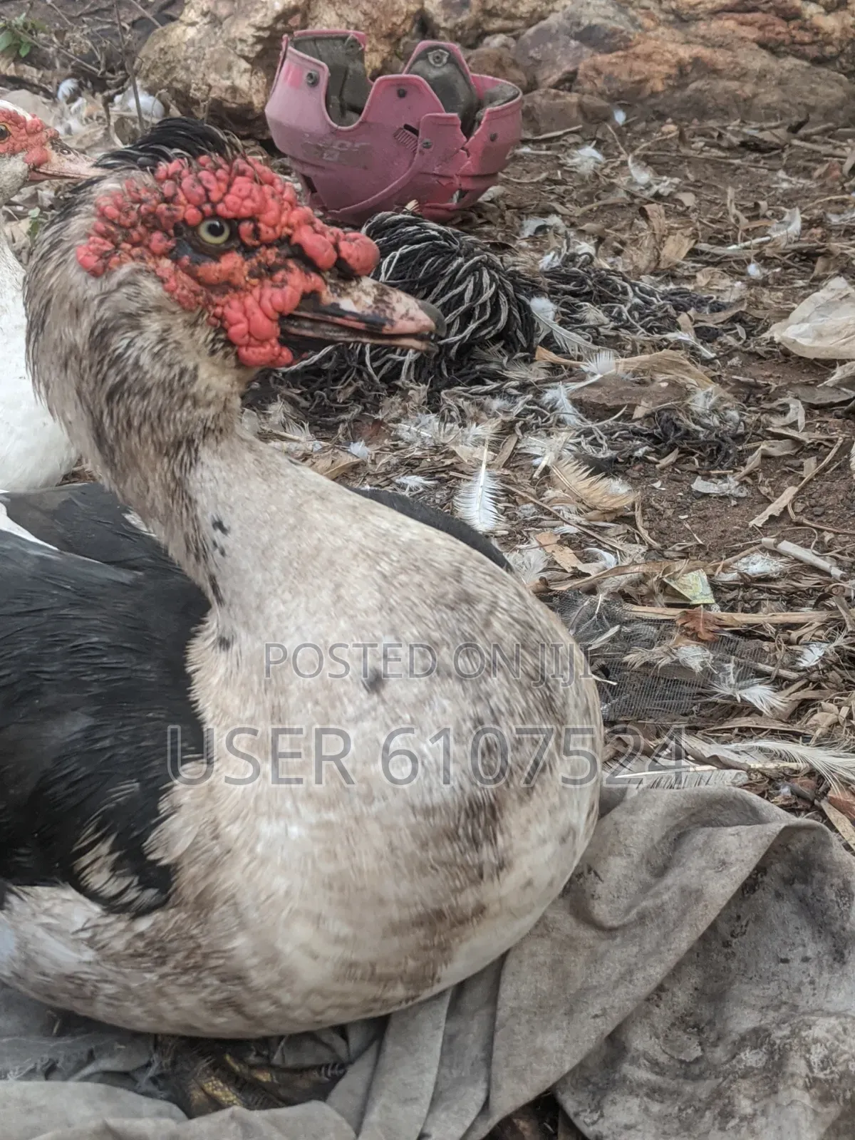 A Matured Huge Duck for Sale