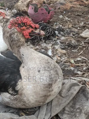 A Matured Huge Duck for Sale