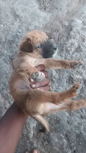 1-3 months Female Mixed Breed Dog