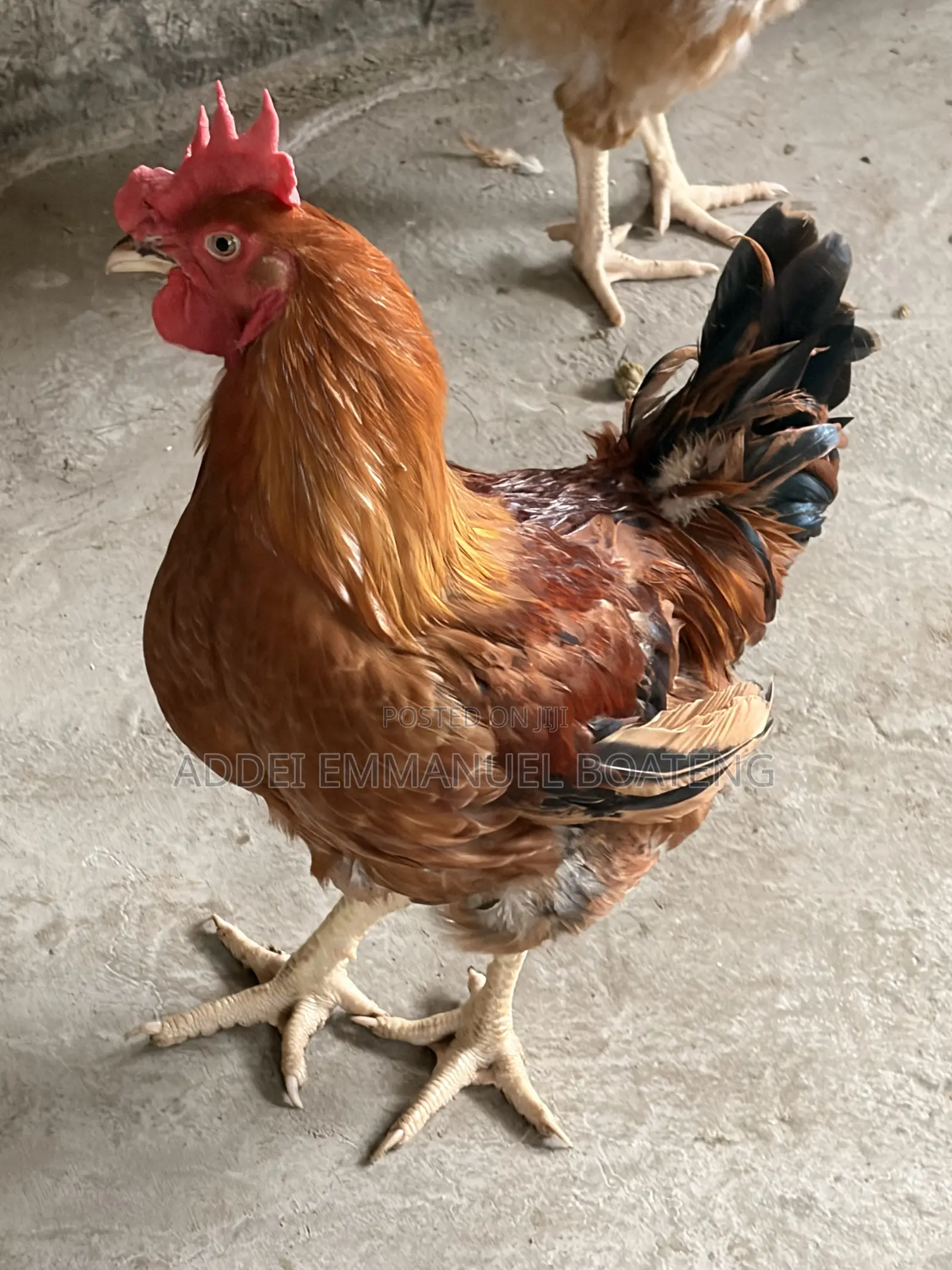 Giant Chicken for Sale