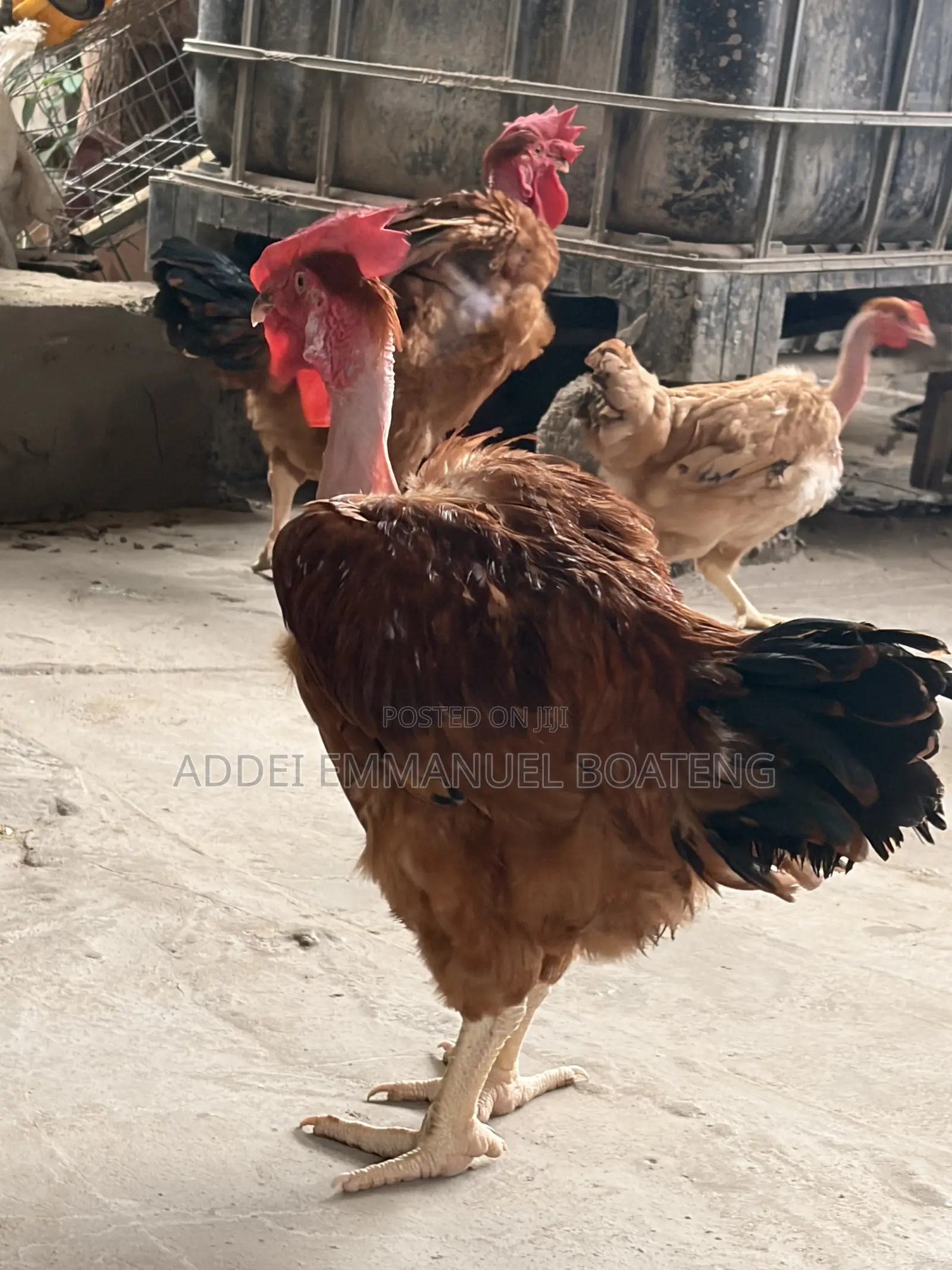 Giant Chicken for Sale