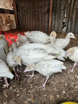 Turkey for Sale