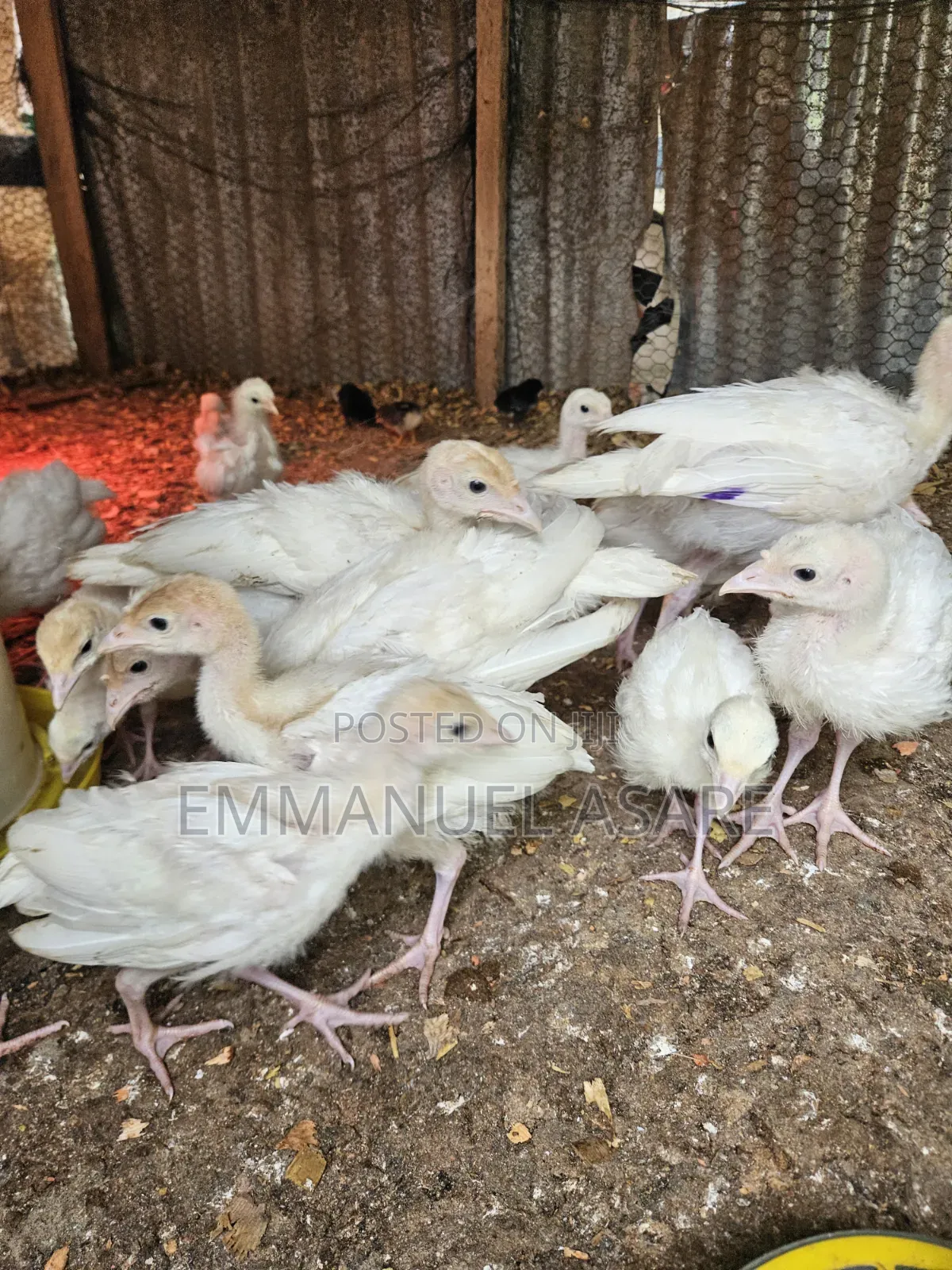 Turkey for Sale