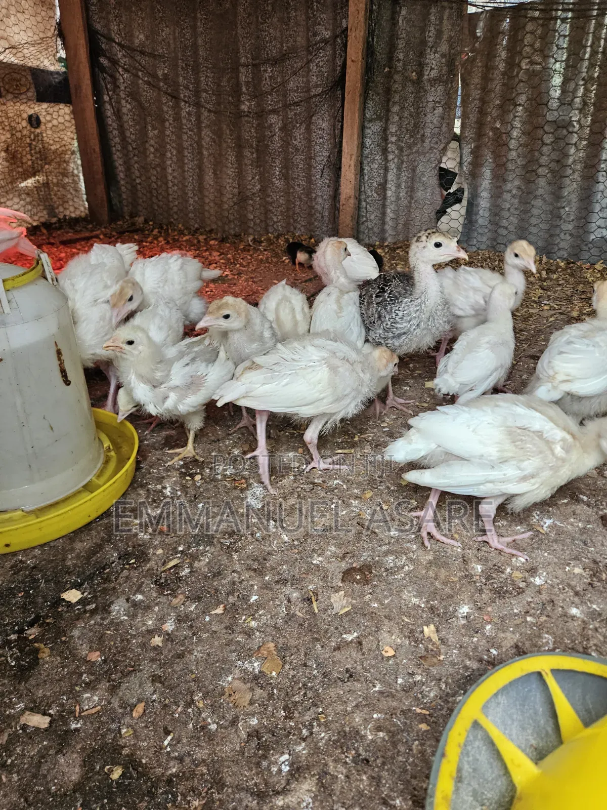 Turkey for Sale