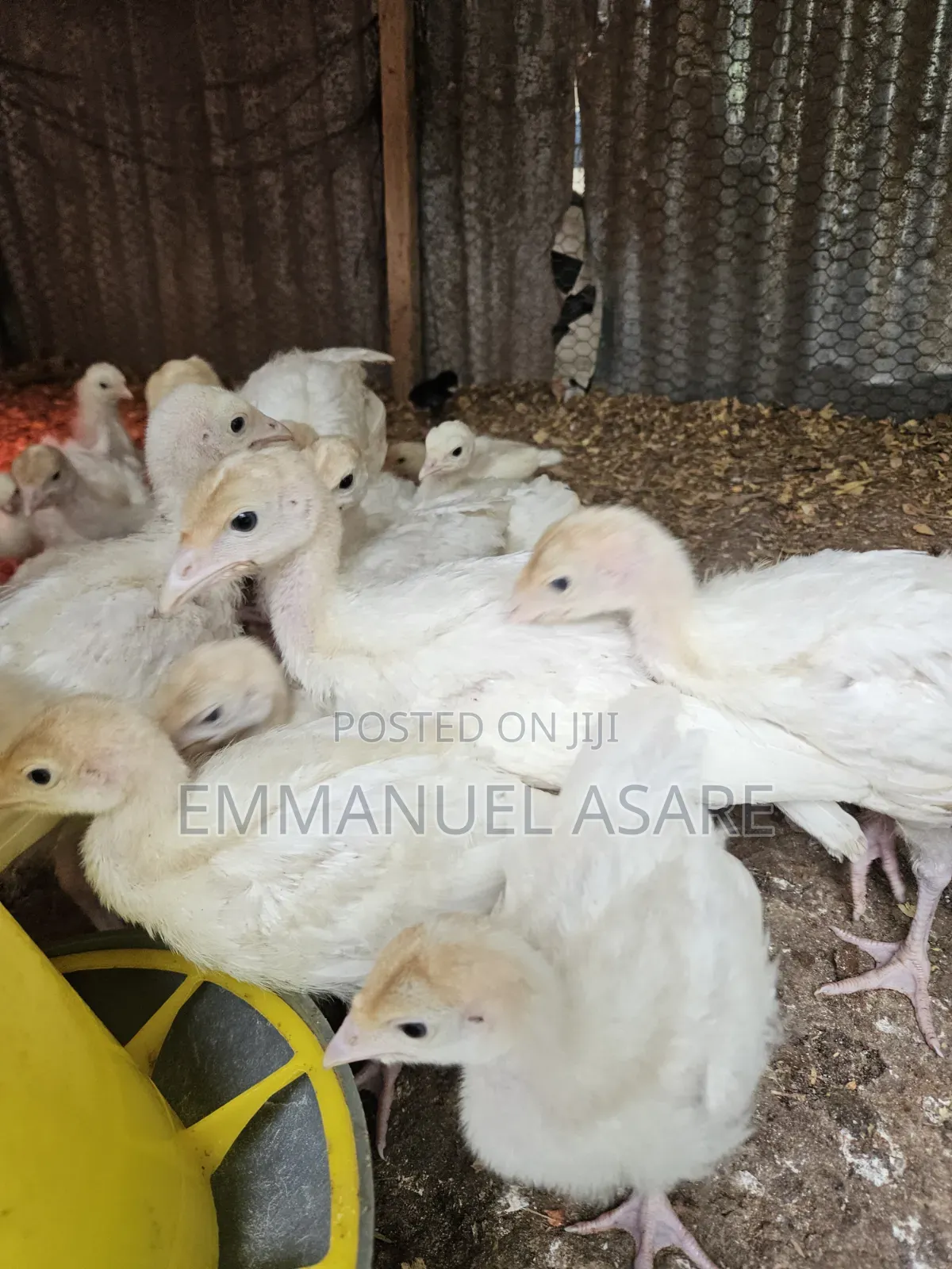 Turkey for Sale