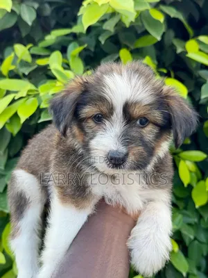 1-3 months Female Purebred Poodle