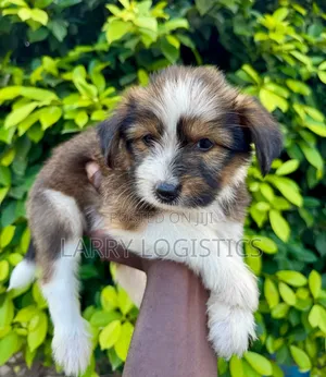 1-3 months Female Purebred Poodle