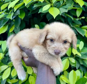 1-3 months Female Purebred Poodle