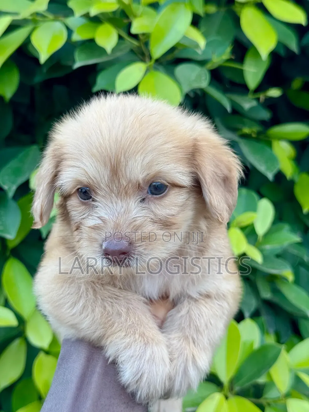 1-3 months Female Purebred Poodle