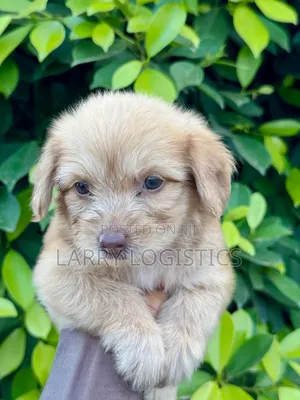 1-3 months Female Purebred Poodle