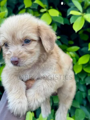 1-3 months Female Purebred Poodle