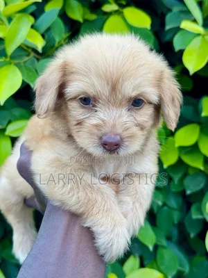 1-3 months Female Purebred Poodle