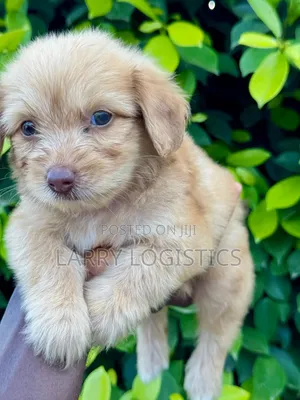 1-3 months Female Purebred Poodle