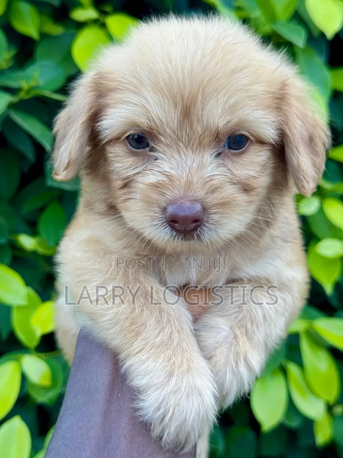 1-3 months Female Purebred Poodle