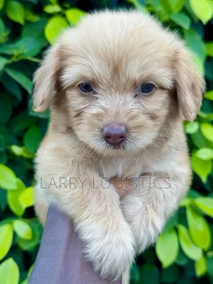1-3 months Female Purebred Poodle