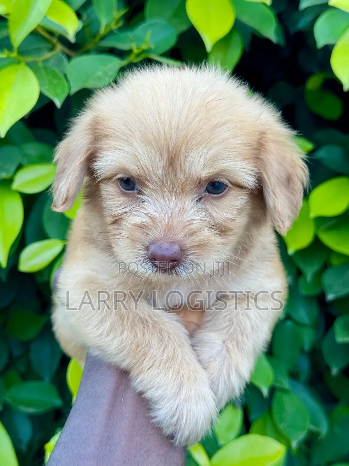 1-3 months Female Purebred Poodle