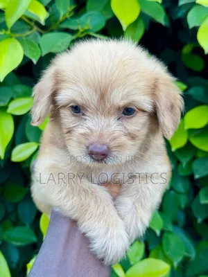 1-3 months Female Purebred Poodle