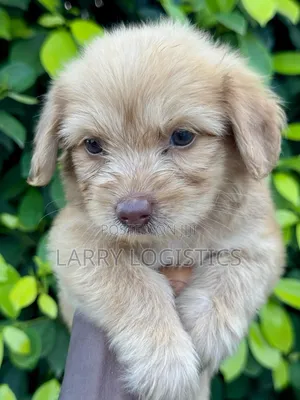 1-3 months Female Purebred Poodle