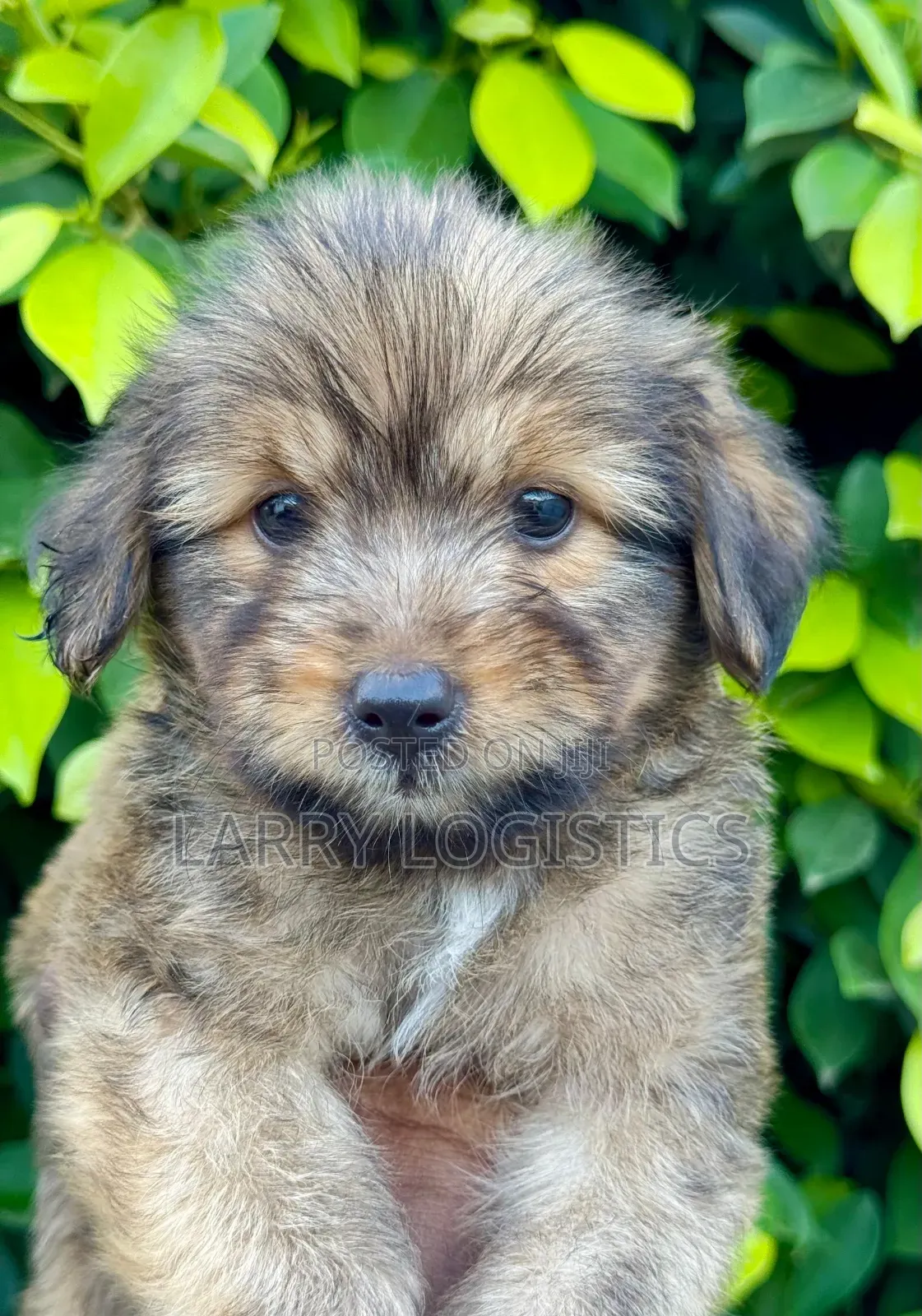 1-3 months Male Purebred Poodle