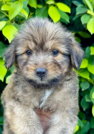 1-3 months Male Purebred Poodle