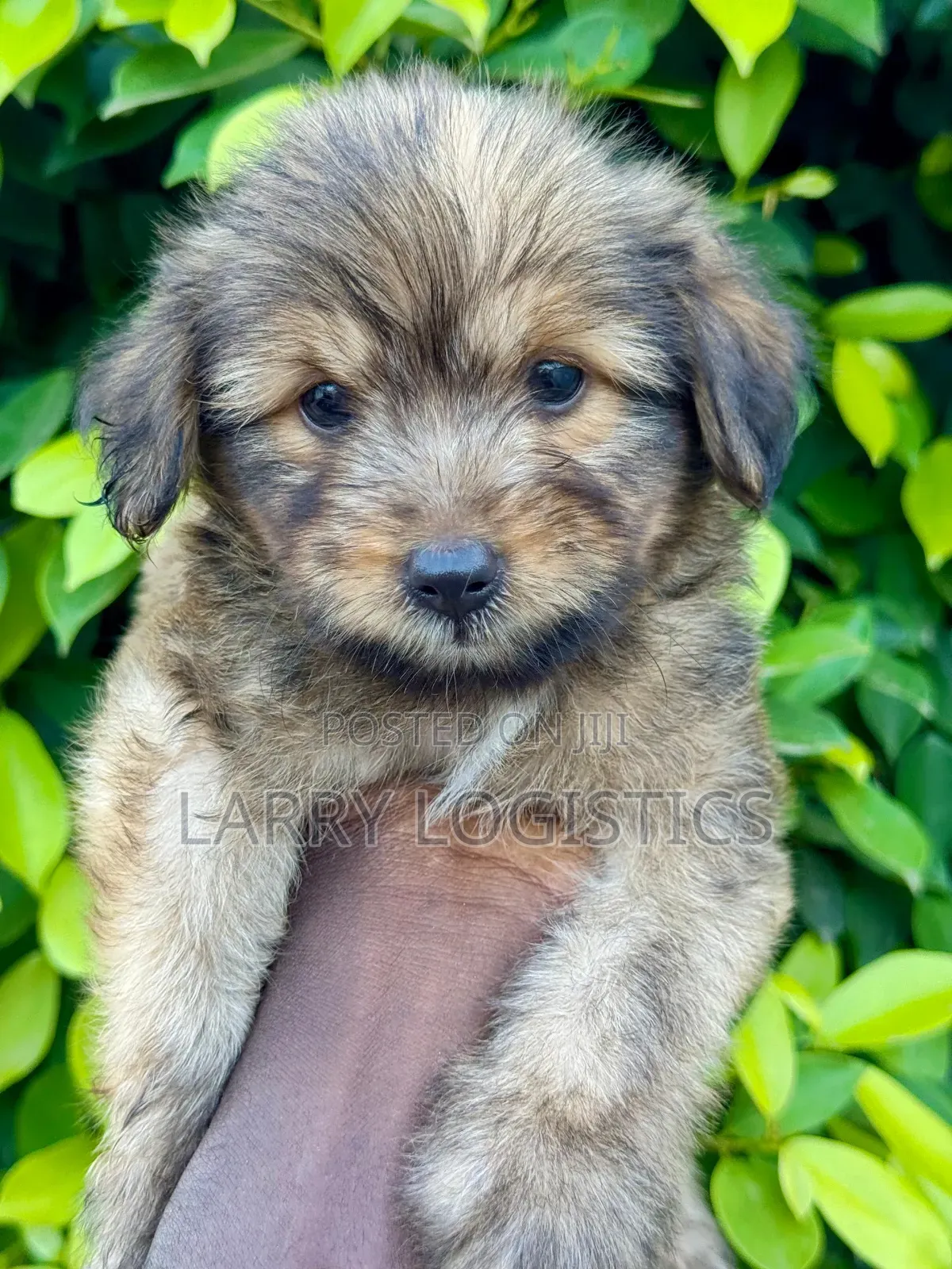 1-3 months Male Purebred Poodle