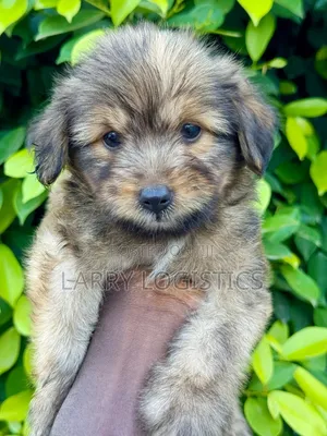 1-3 months Male Purebred Poodle