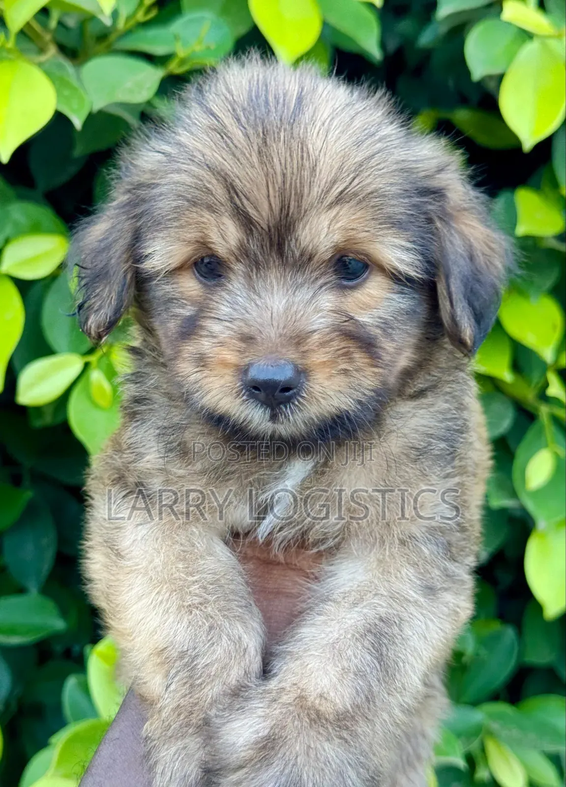 1-3 months Male Purebred Poodle