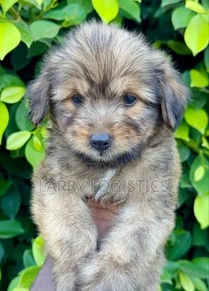 1-3 months Male Purebred Poodle