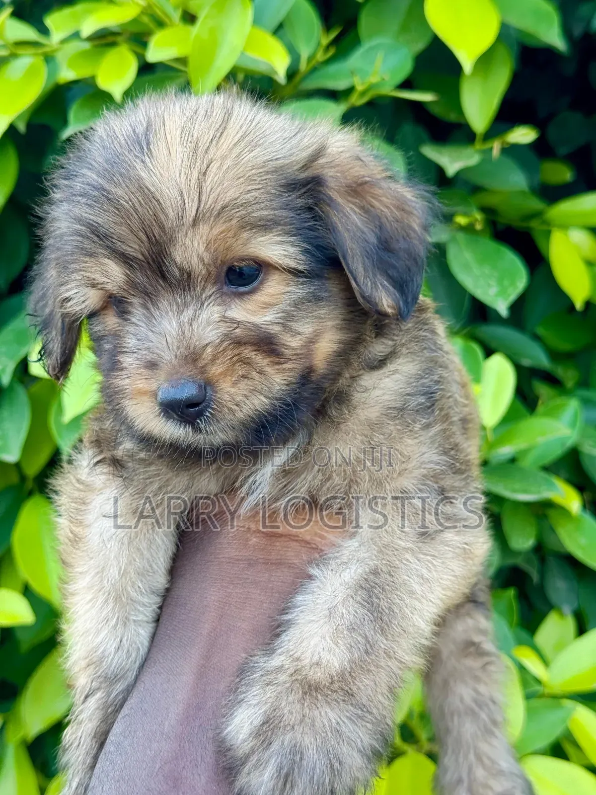 1-3 months Male Purebred Poodle