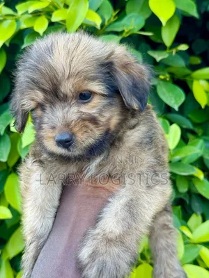 1-3 months Male Purebred Poodle