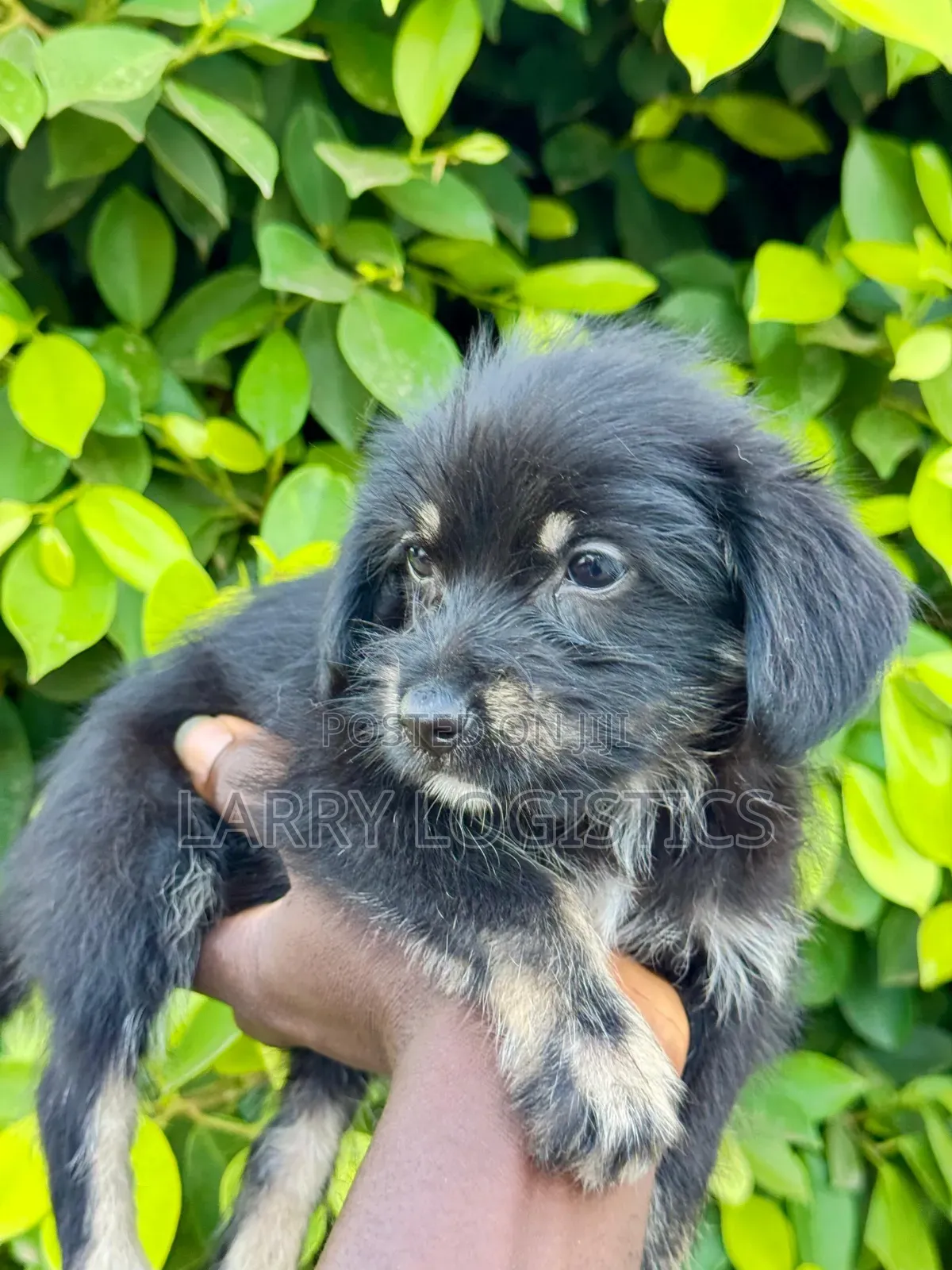 1-3 months Female Purebred Poodle