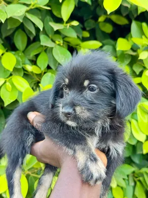 1-3 months Female Purebred Poodle
