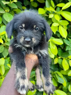 1-3 months Female Purebred Poodle