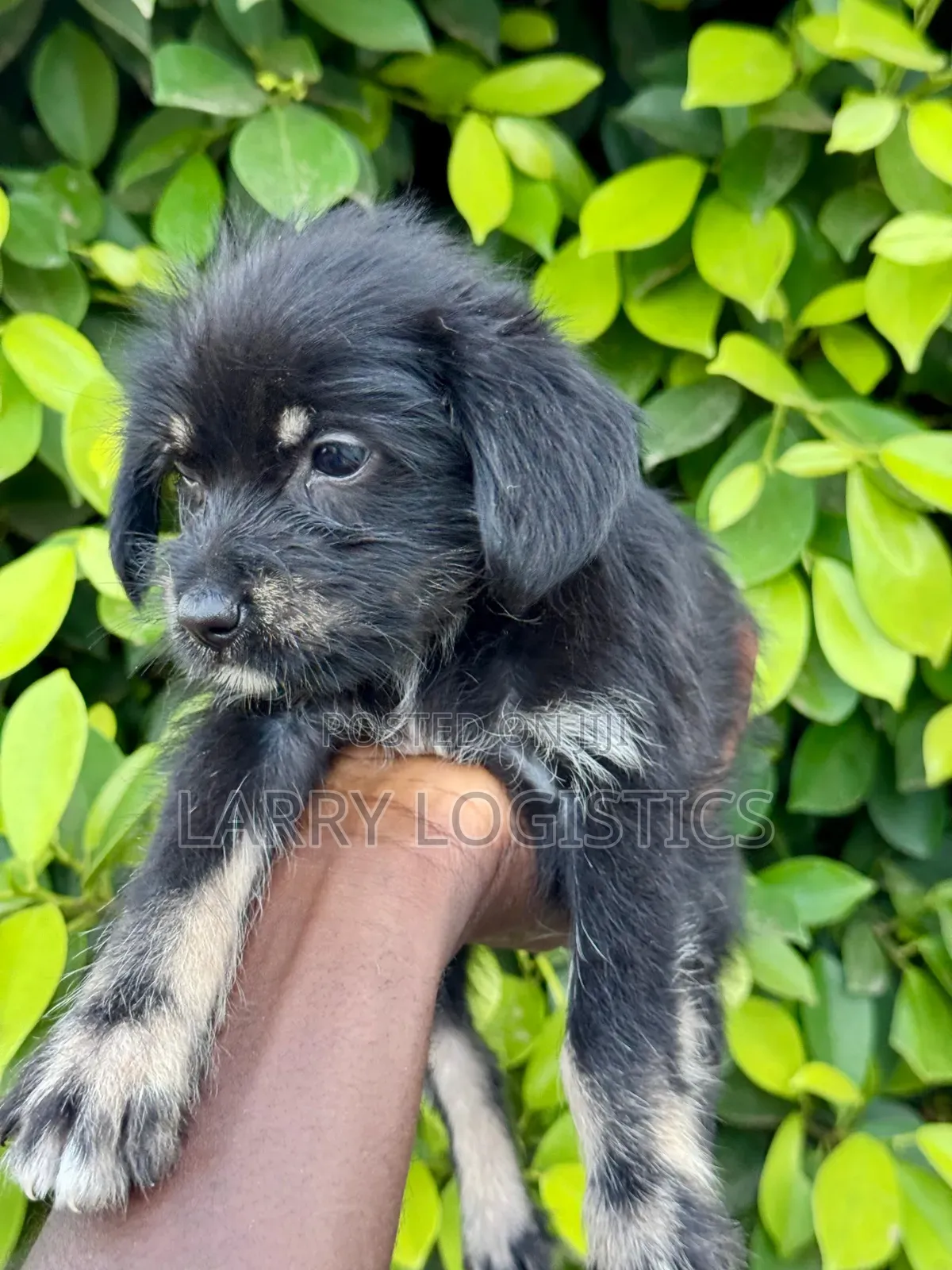 1-3 months Female Purebred Poodle