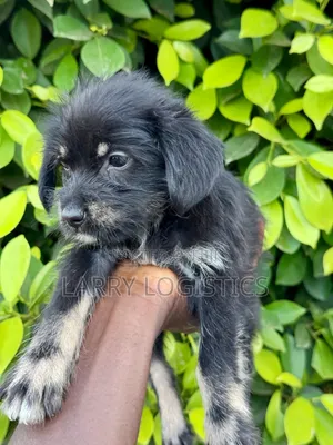 1-3 months Female Purebred Poodle