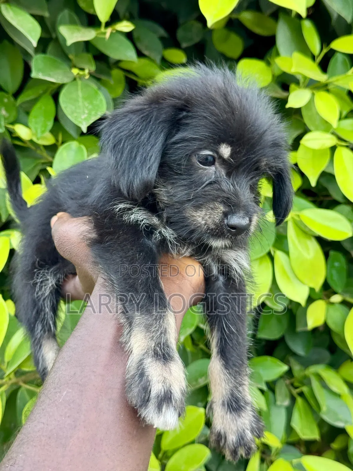 1-3 months Female Purebred Poodle