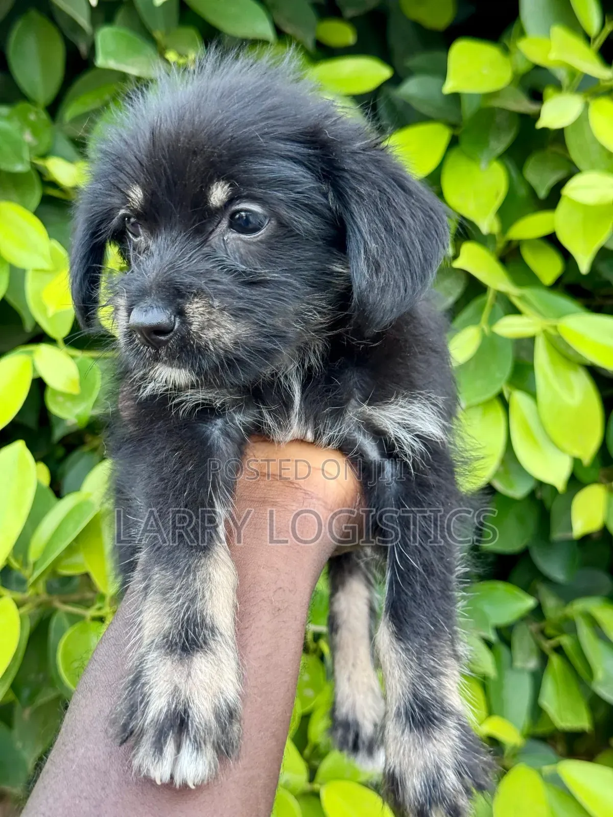 1-3 months Female Purebred Poodle